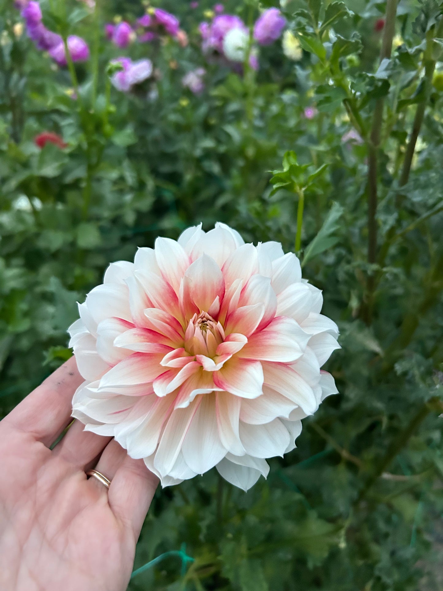 Hollyhill Snowfire dahlia tuber - LIMIT 1 one per household