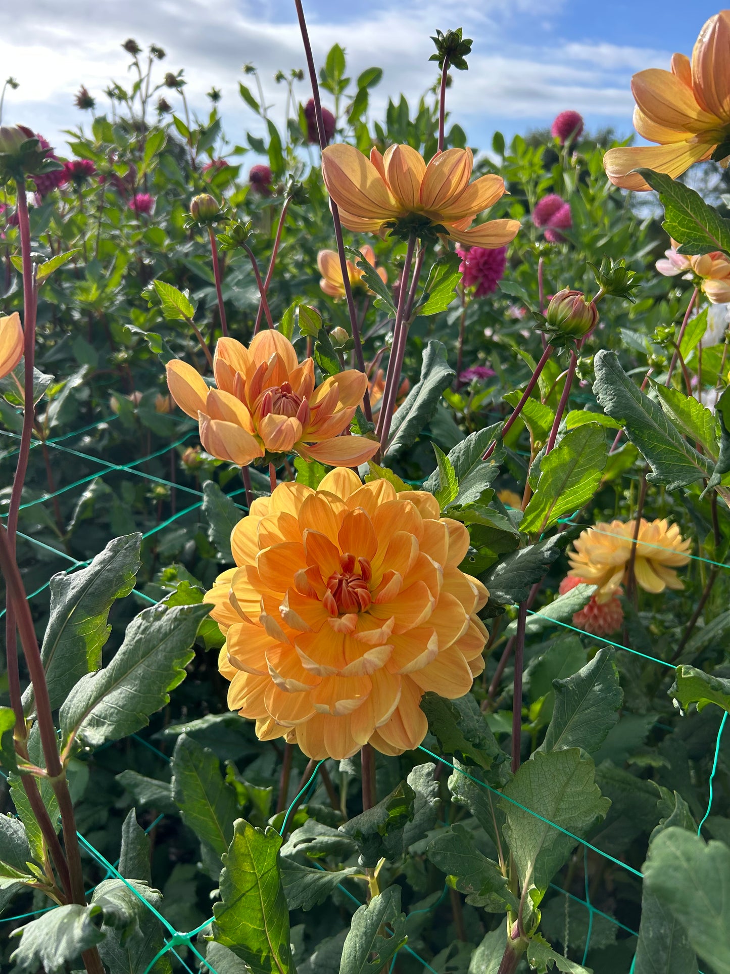 Hollyhill Honeygold dahlia tuber