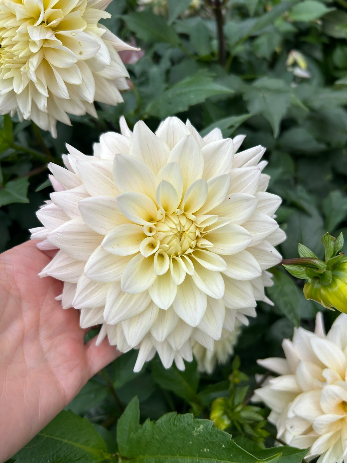 Lee's Halo dahlia tuber