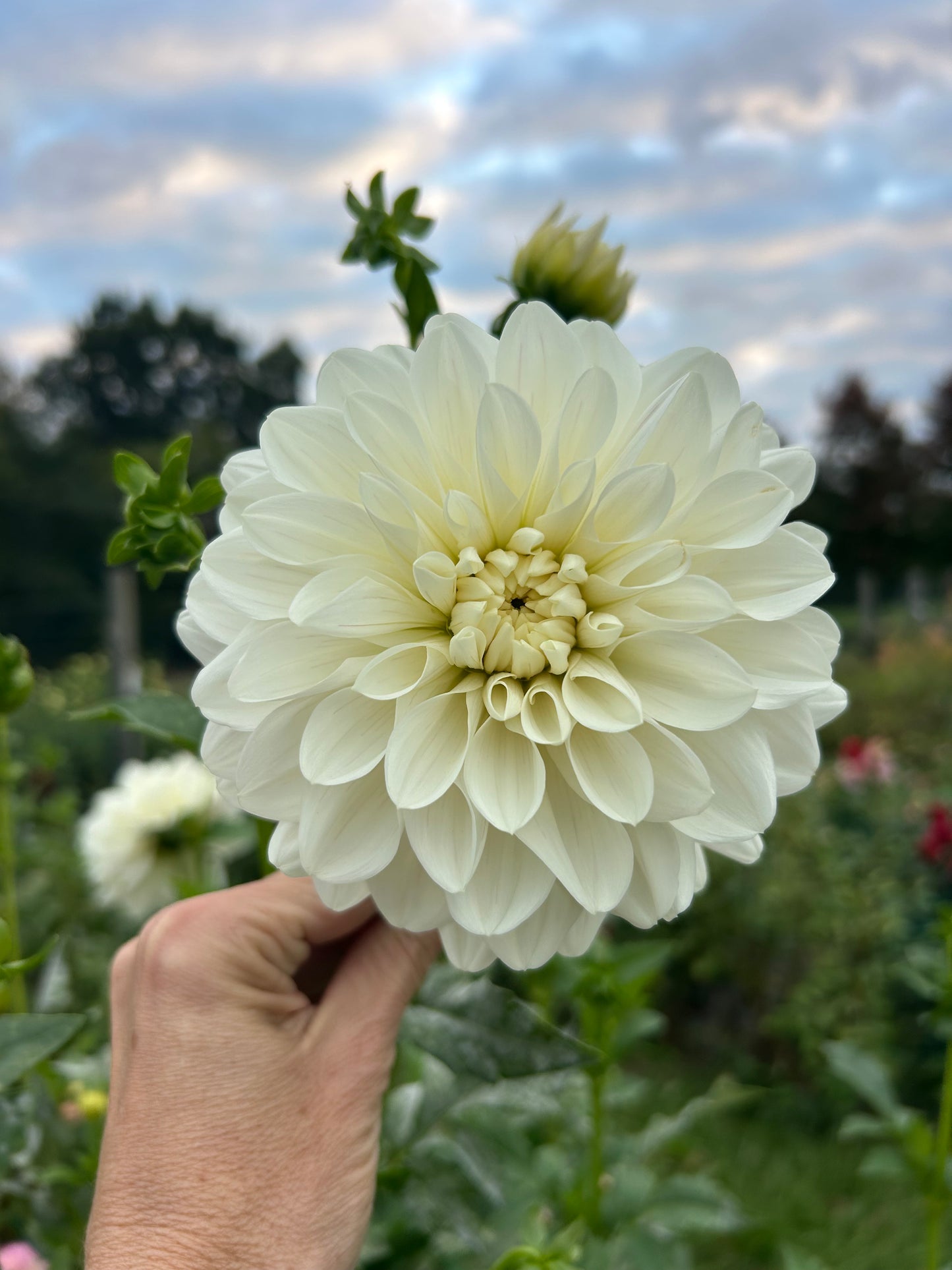 Hollyhill Wedding Day dahlia tuber