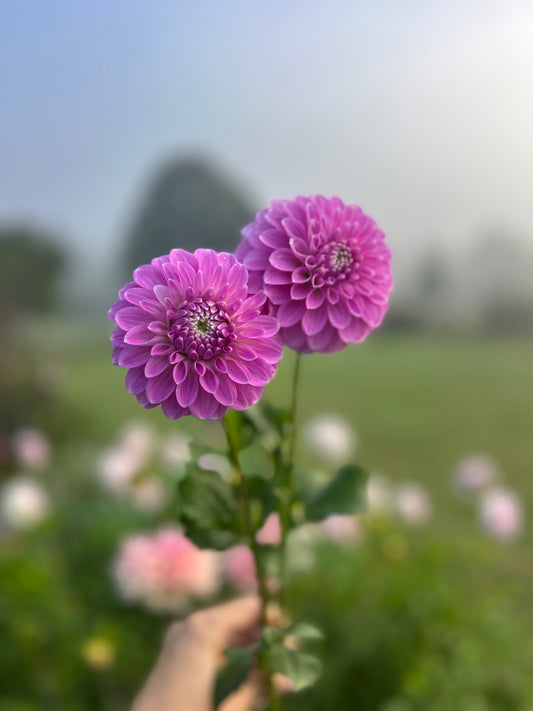Coorabell Zoe dahlia tuber 🇦🇺 - LIMIT 1 per household