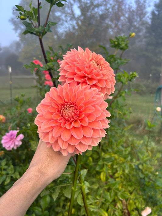 Lakeview Lady dahlia tuber - LIMIT 1 per household