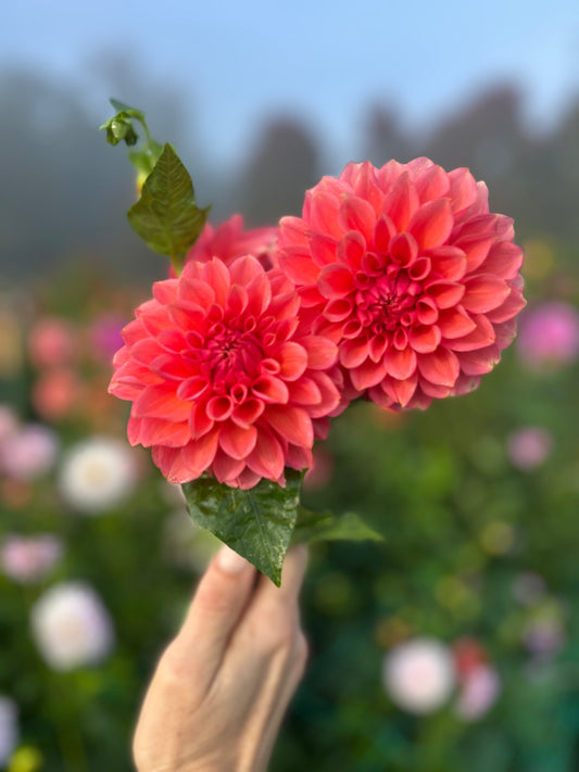 RM Pink Sugar dahlia tuber - LIMIT 1 per household