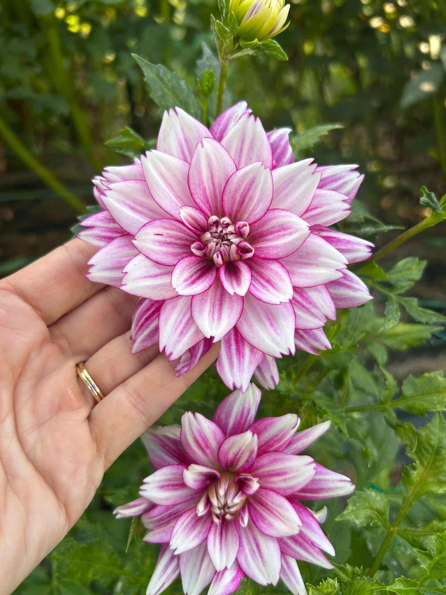 Hemisphere dahlia tuber - LIMIT 1 per household