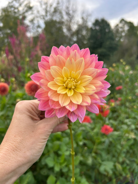 Hollyhill Monet dahlia tuber - LIMIT 1 tuber per household