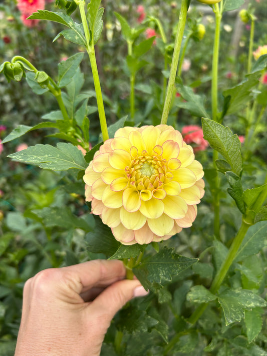 Burfoot Eva dahlia tuber - LIMIT 1 per household