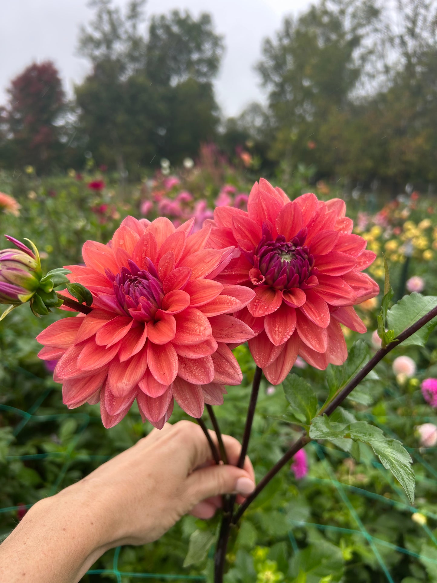 American Dawn dahlia tuber