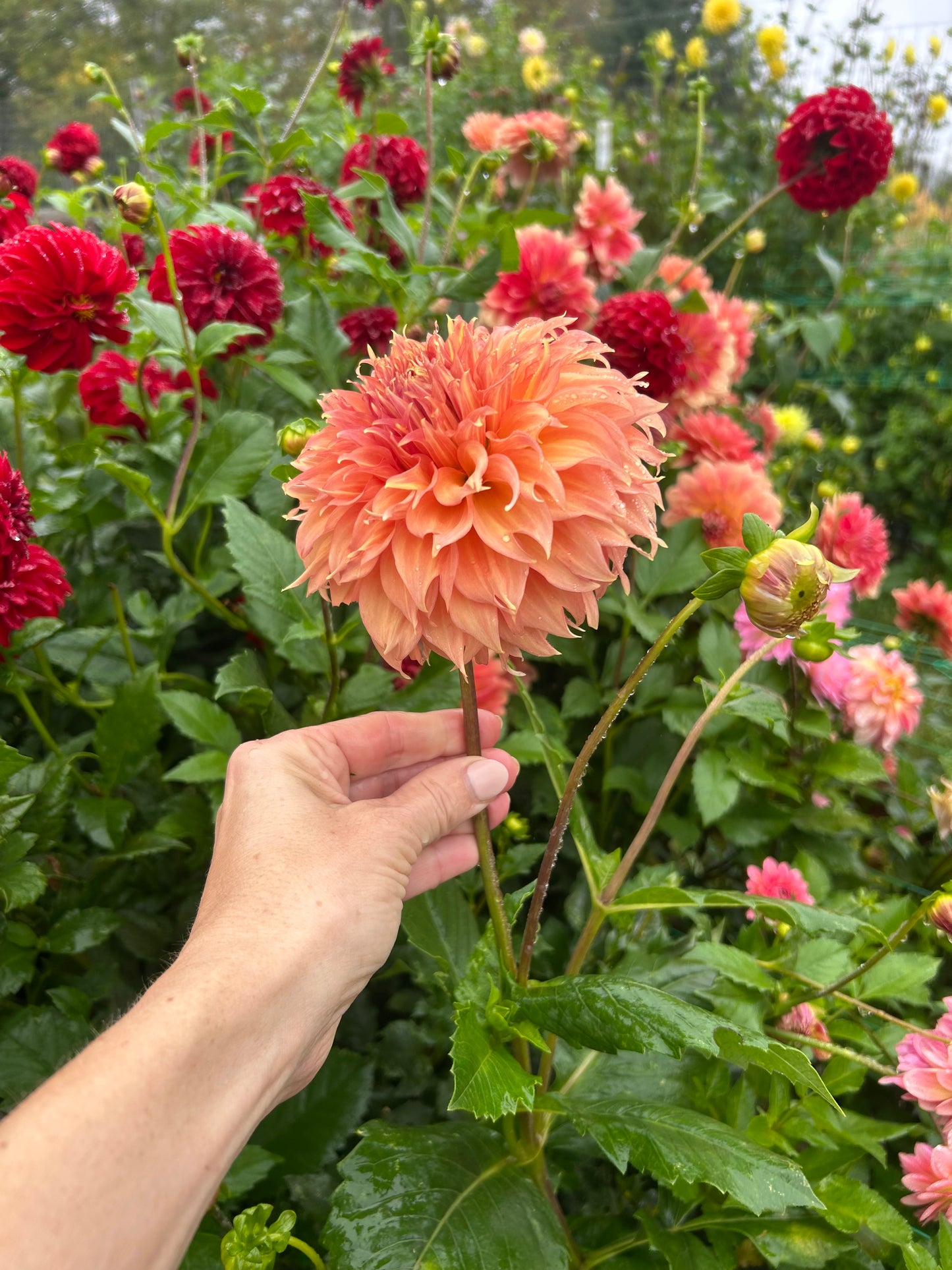 Summer Rain dahlia tuber