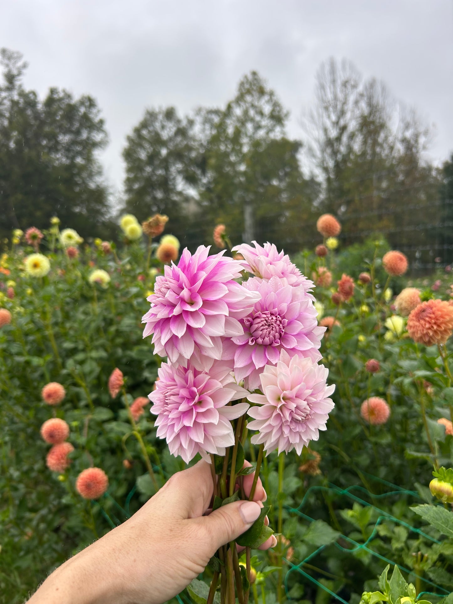 Amelia Bedelia dahlia tuber - LIMIT 1 per household