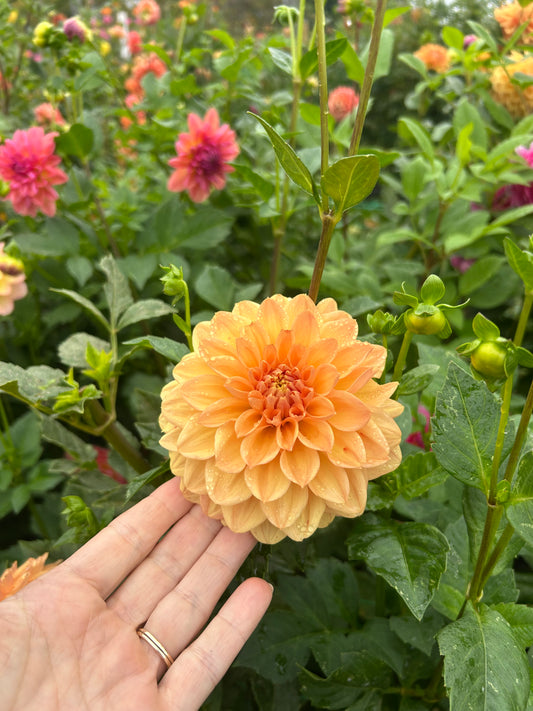 Hapet Cupido dahlia tuber