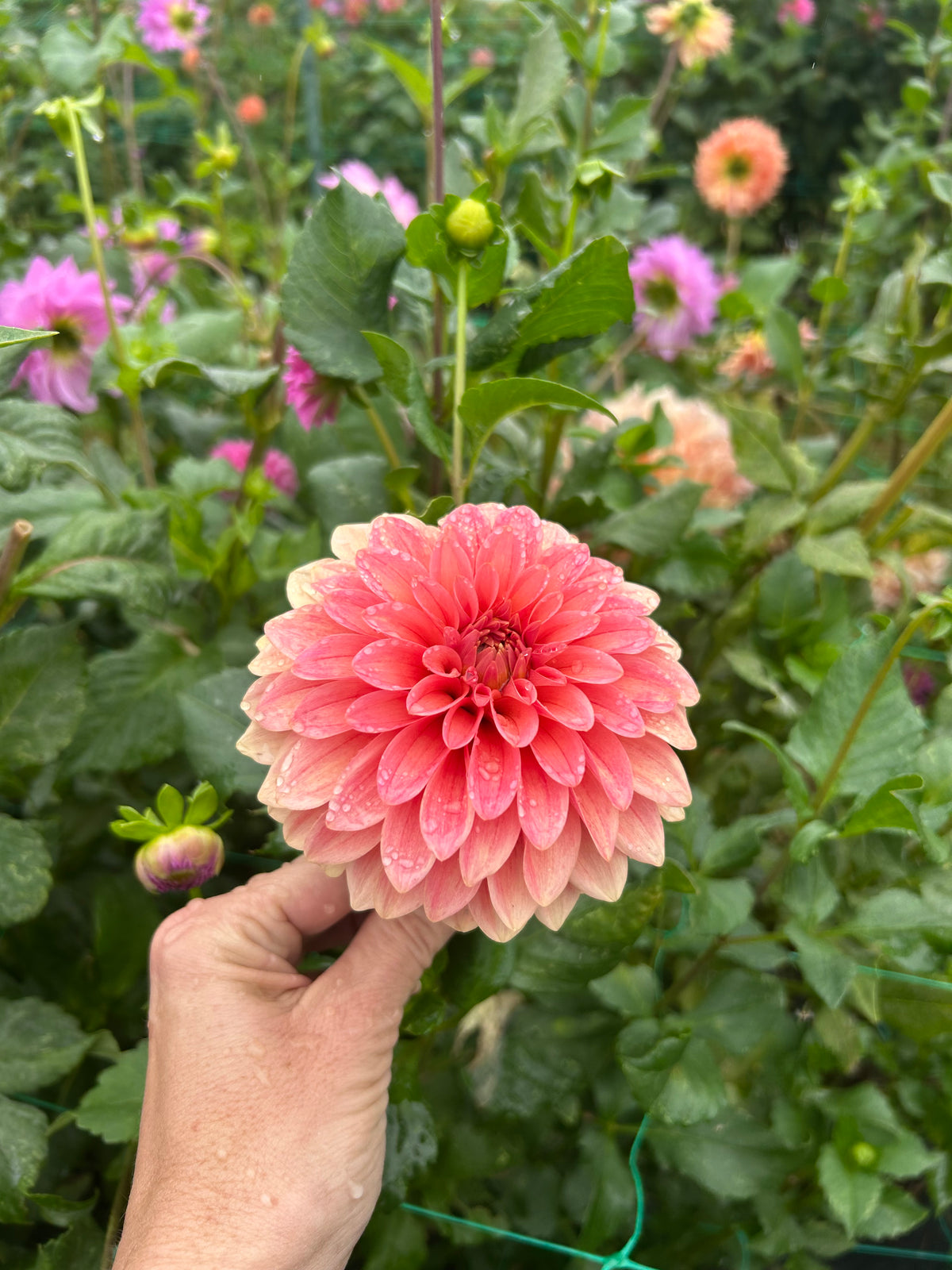 KA Guava dahlia tuber - LIMIT 1 per household