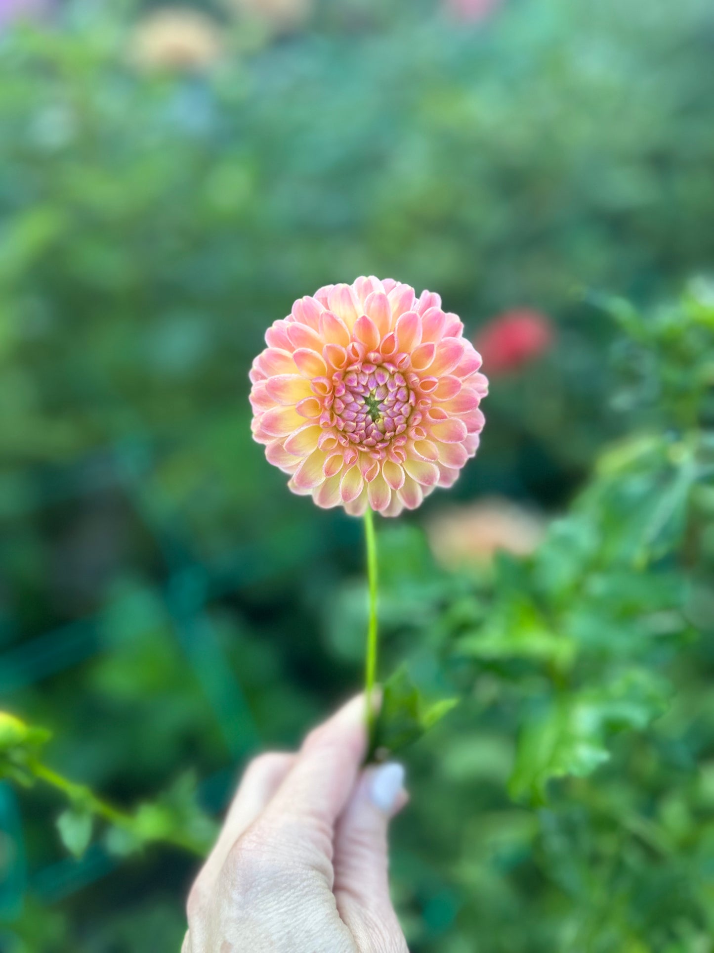 Hapet Salmon dahlia tuber - LIMIT 1