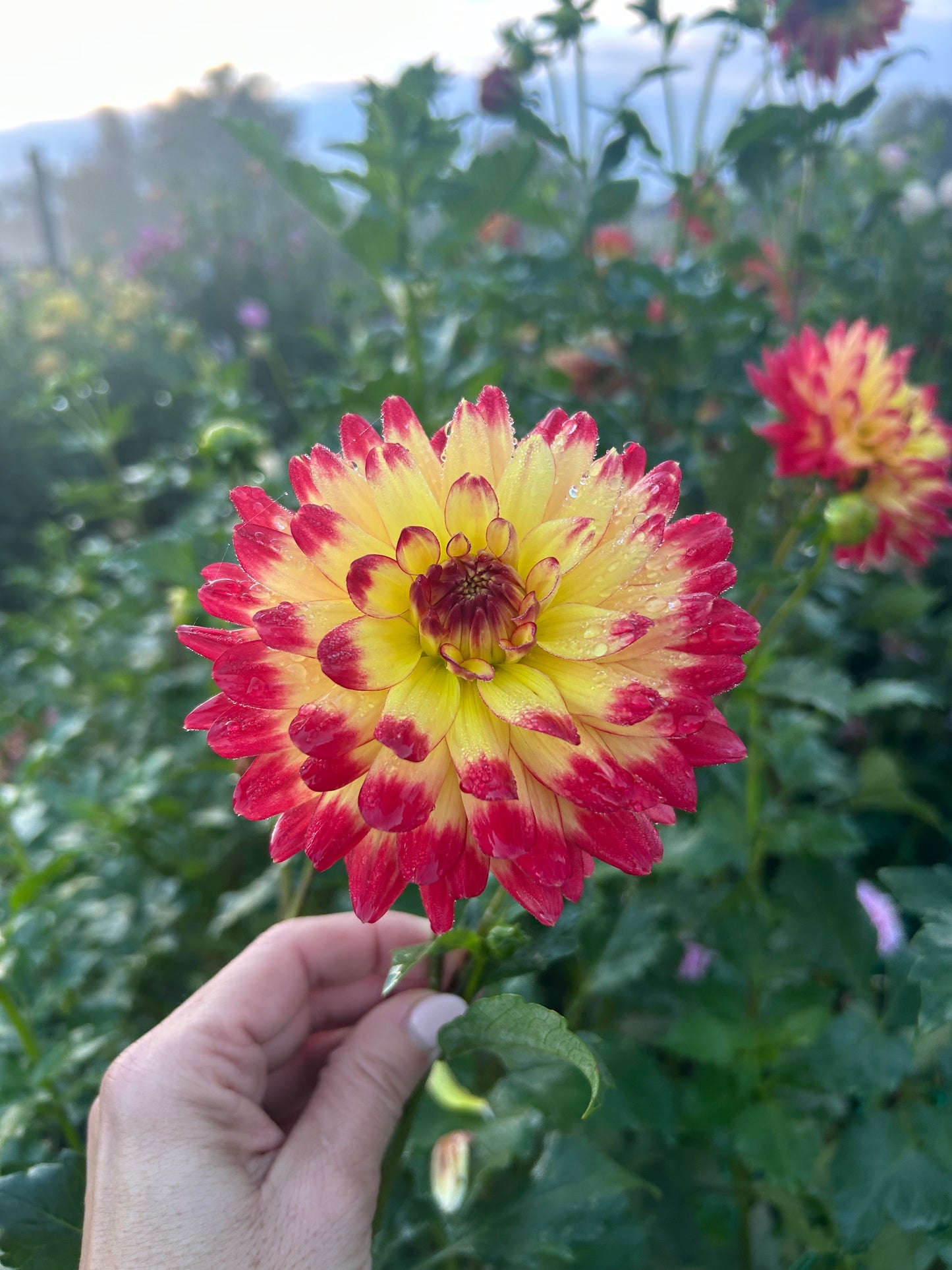 Hapet Daydream dahlia tuber