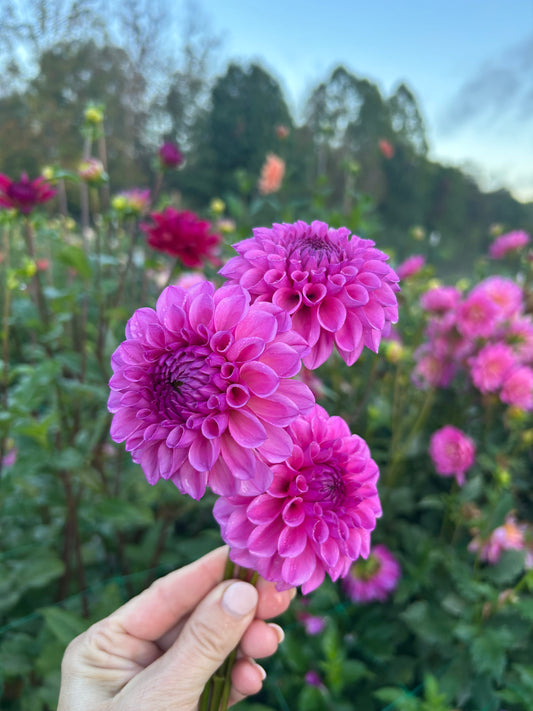 Mission Galactica dahlia tuber