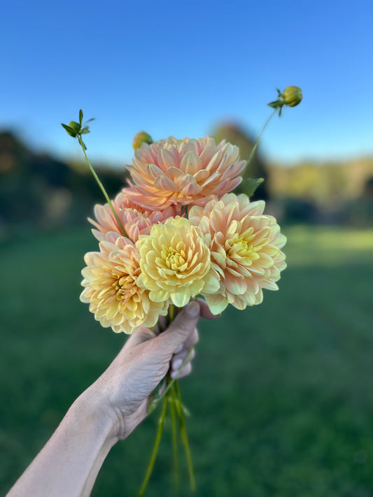 Hollyhill Serenity dahlia tuber