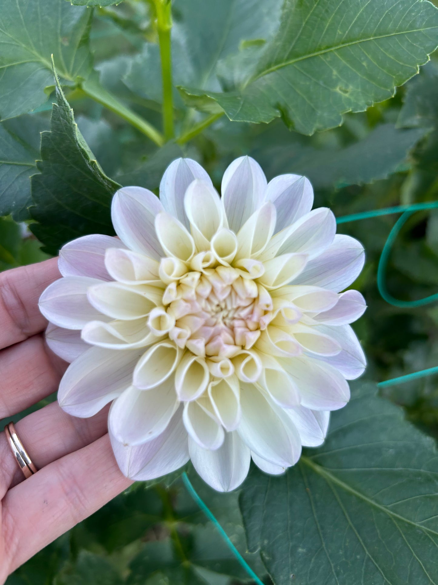 RM Frosting dahlia tuber - LIMIT 1 per household