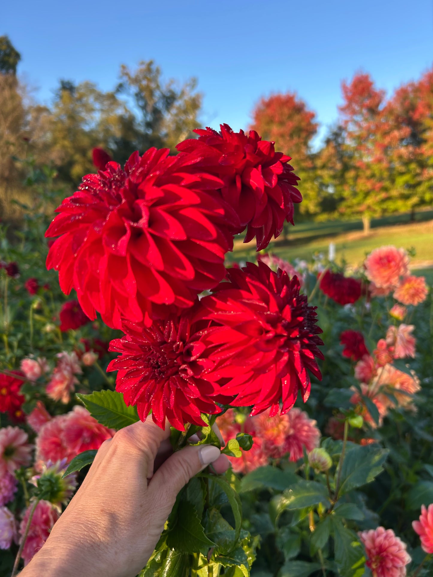 River's Cherry Bomb dahlia tuber