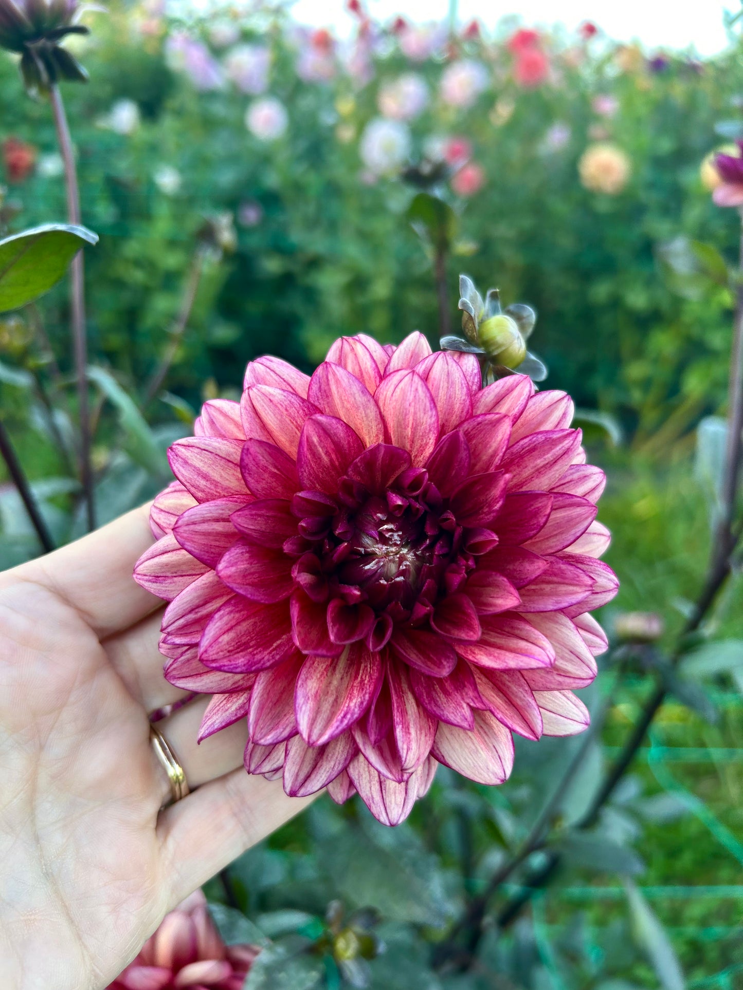 Molly Raven dahlia tuber - LIMIT 1 per household