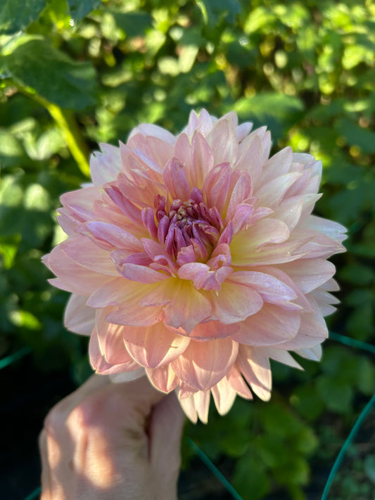 Joel's Favorite dahlia tuber - LIMIT 1 per household