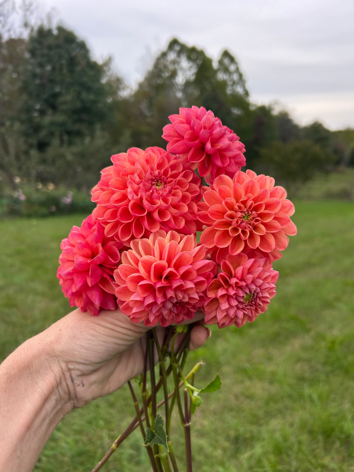 RM Watermelon dahlia tuber