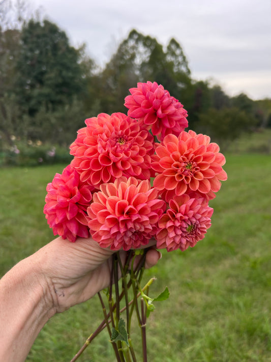 RM Watermelon dahlia tuber