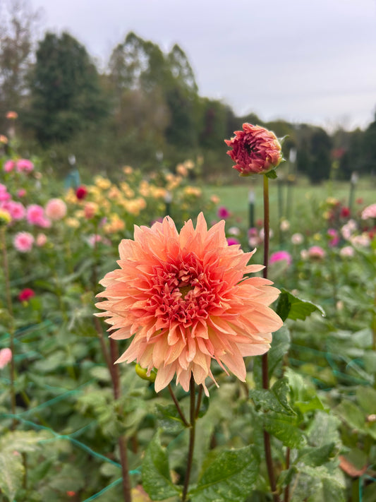 Lee's Fluffy Buffy dahlia tuber