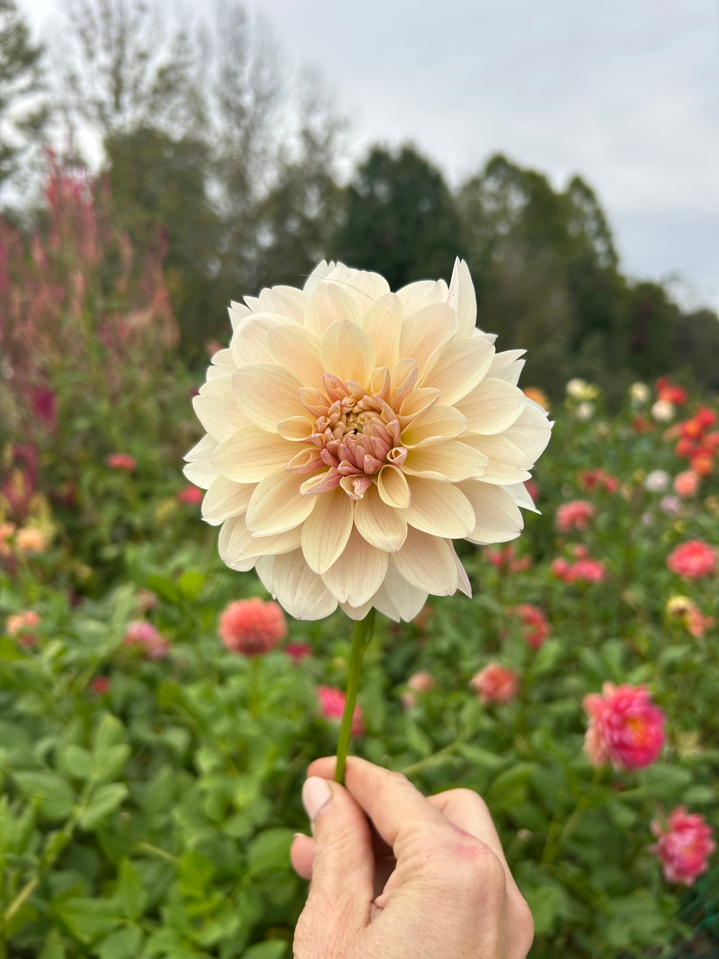 KA Penny Lane dahlia tuber - LIMIT 1 per household