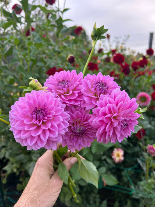 Ferncliff Danube dahlia tuber