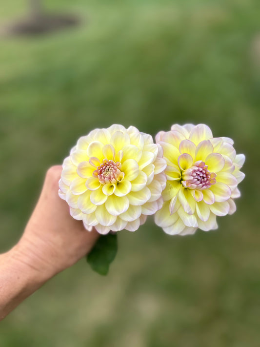 I'm Blushing dahlia tuber