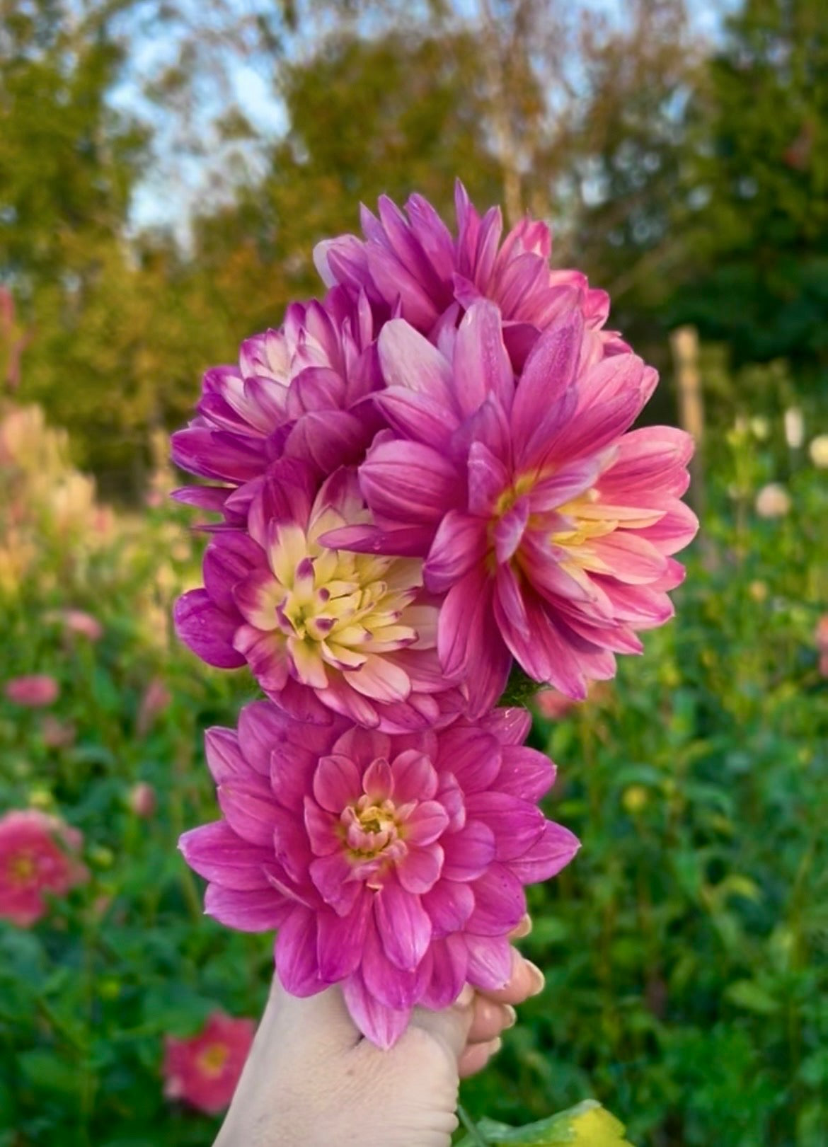 Hollyhill Pink Parfait dahlia tuber