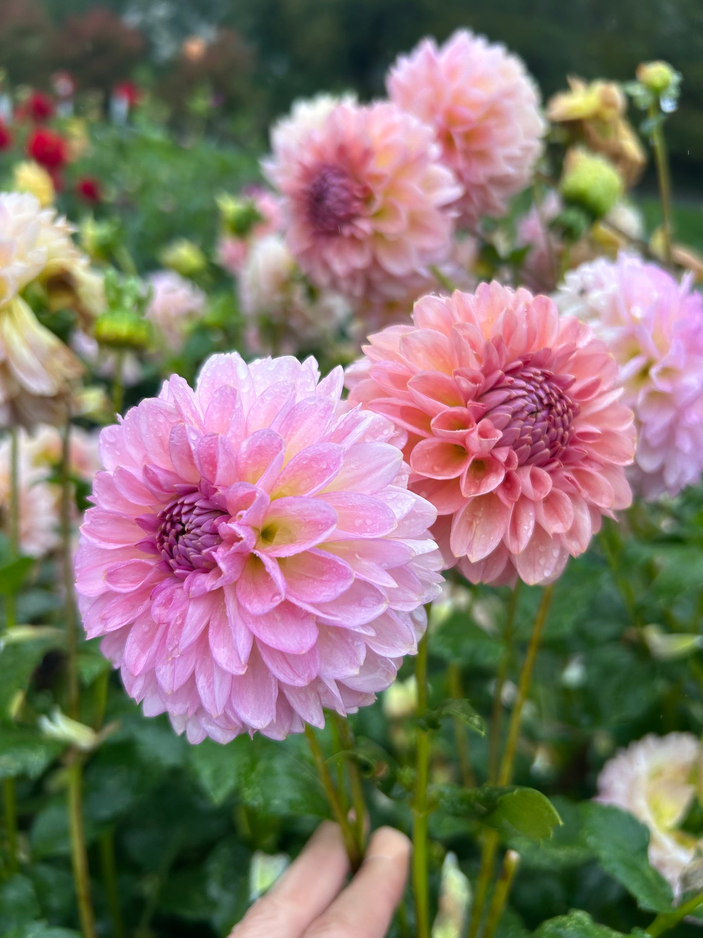 Cupcake dahlia tuber