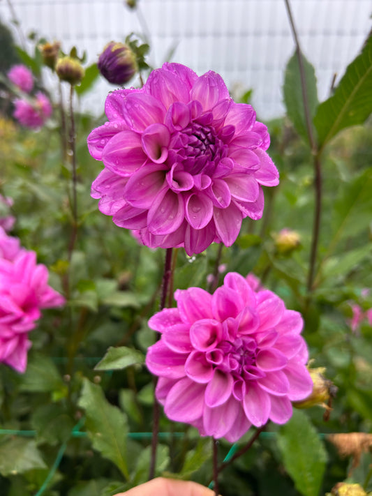 RM Moonlight dahlia tuber