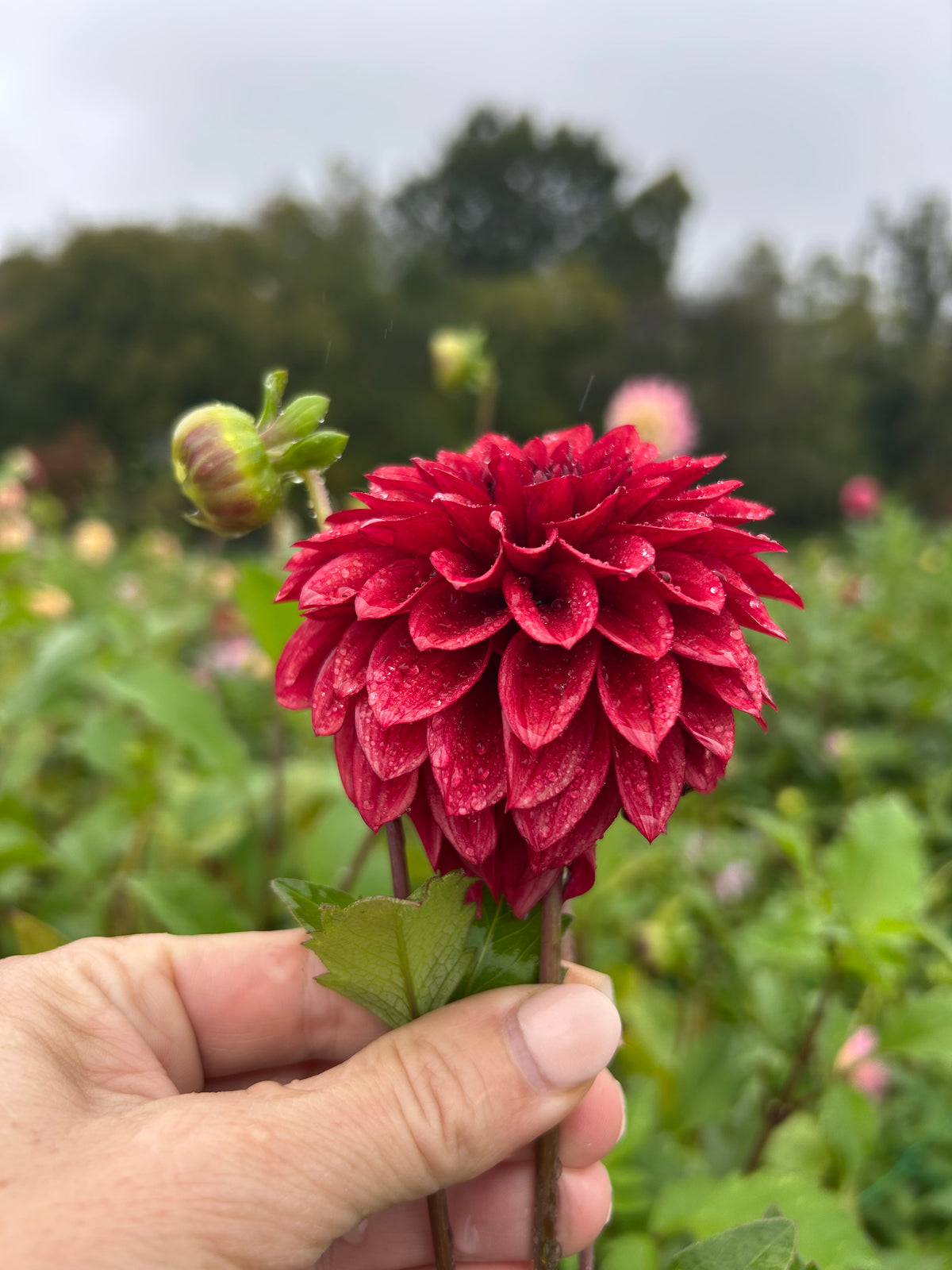 RM Dragon's Blood dahlia tuber