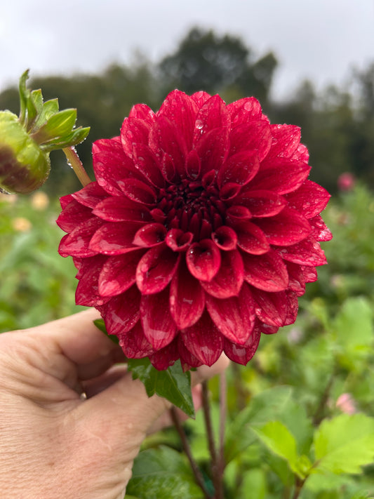RM Dragon's Blood dahlia tuber