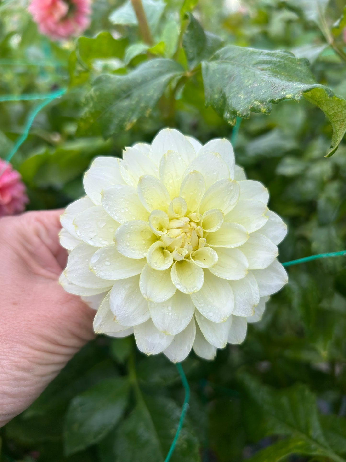 RM Lemon Ice dahlia tuber