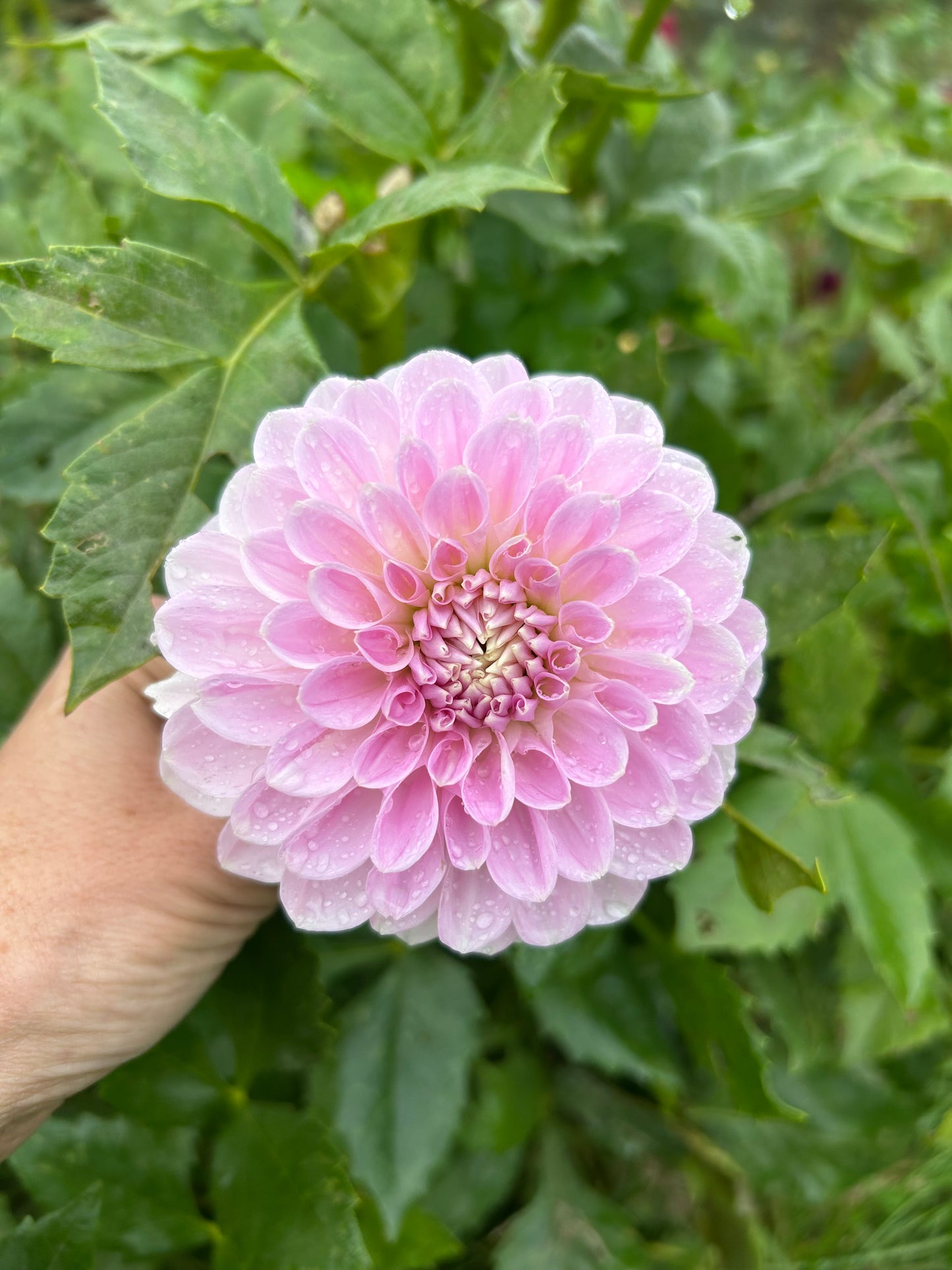 Lakeview Premier dahlia tuber - LIMIT 1 per household