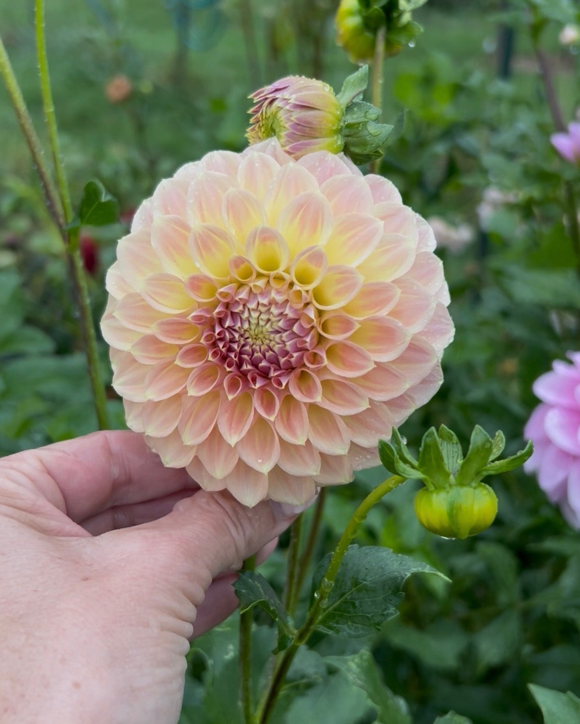 Coorabell Astrid  🇦🇺 dahlia tuber - LIMIT 1 per household