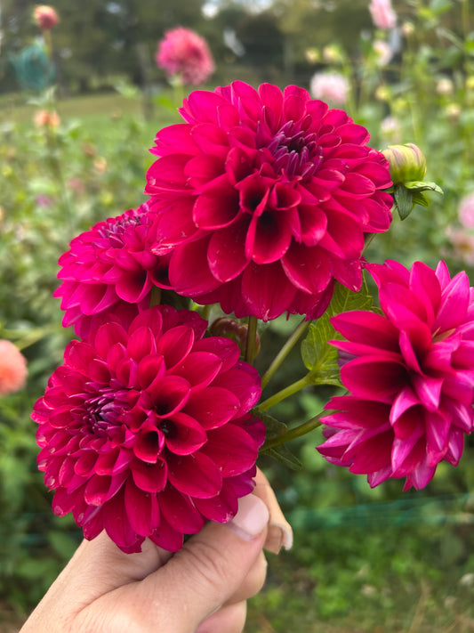 Hollyhill Berry Purple