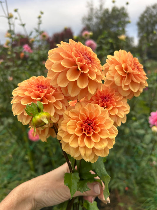 RM Summer Solstice dahlia tuber