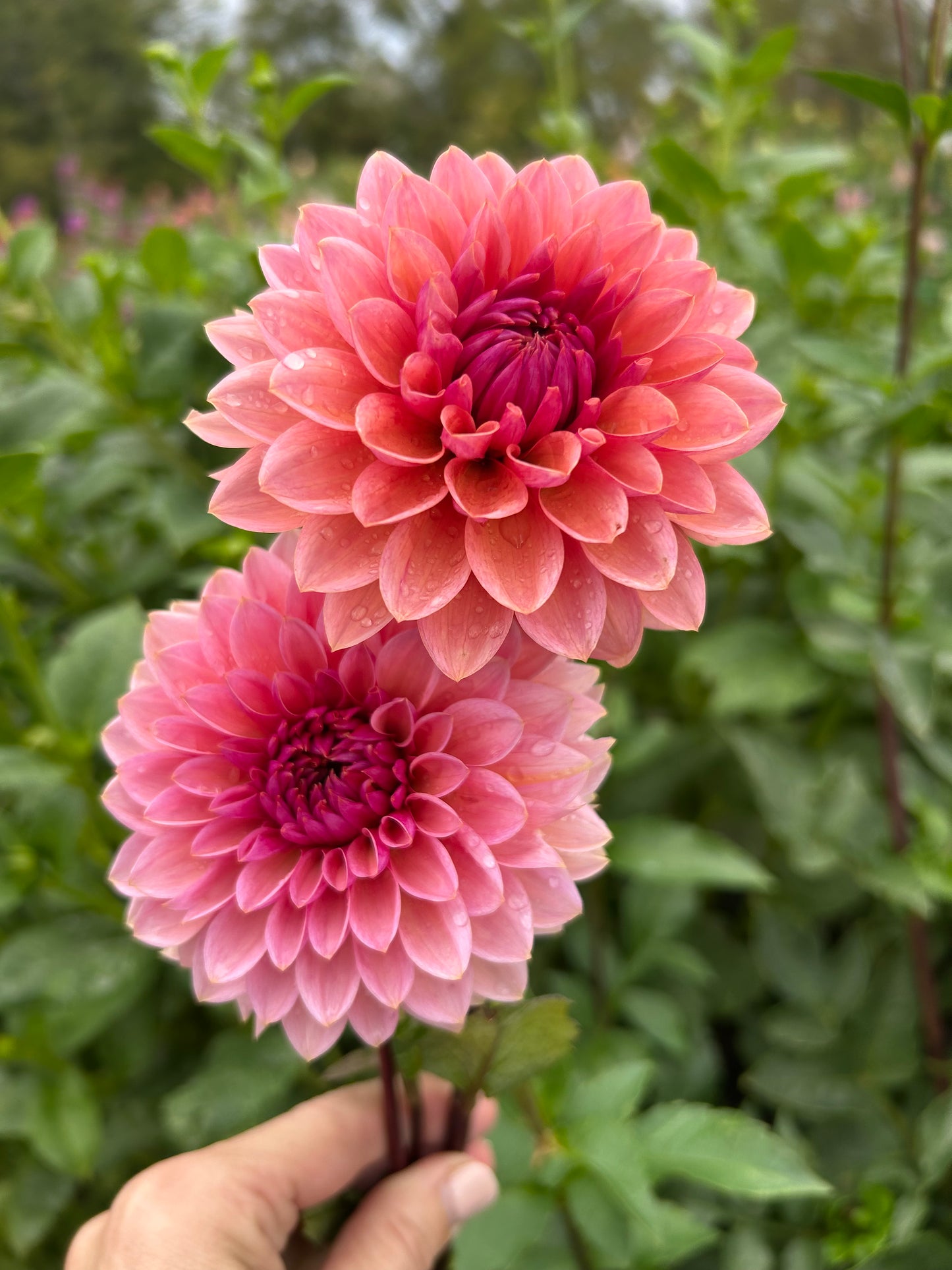 Sweet Sanne dahlia tuber