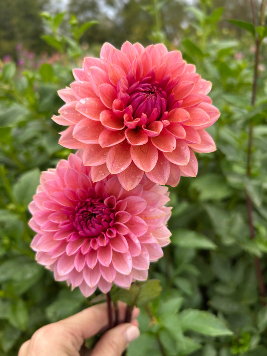 Sweet Sanne dahlia tuber
