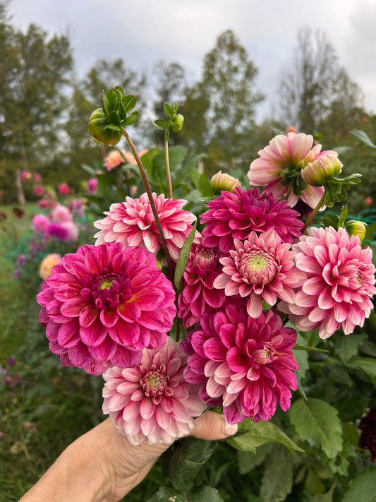 Strawberry Cream dahlia tubuer