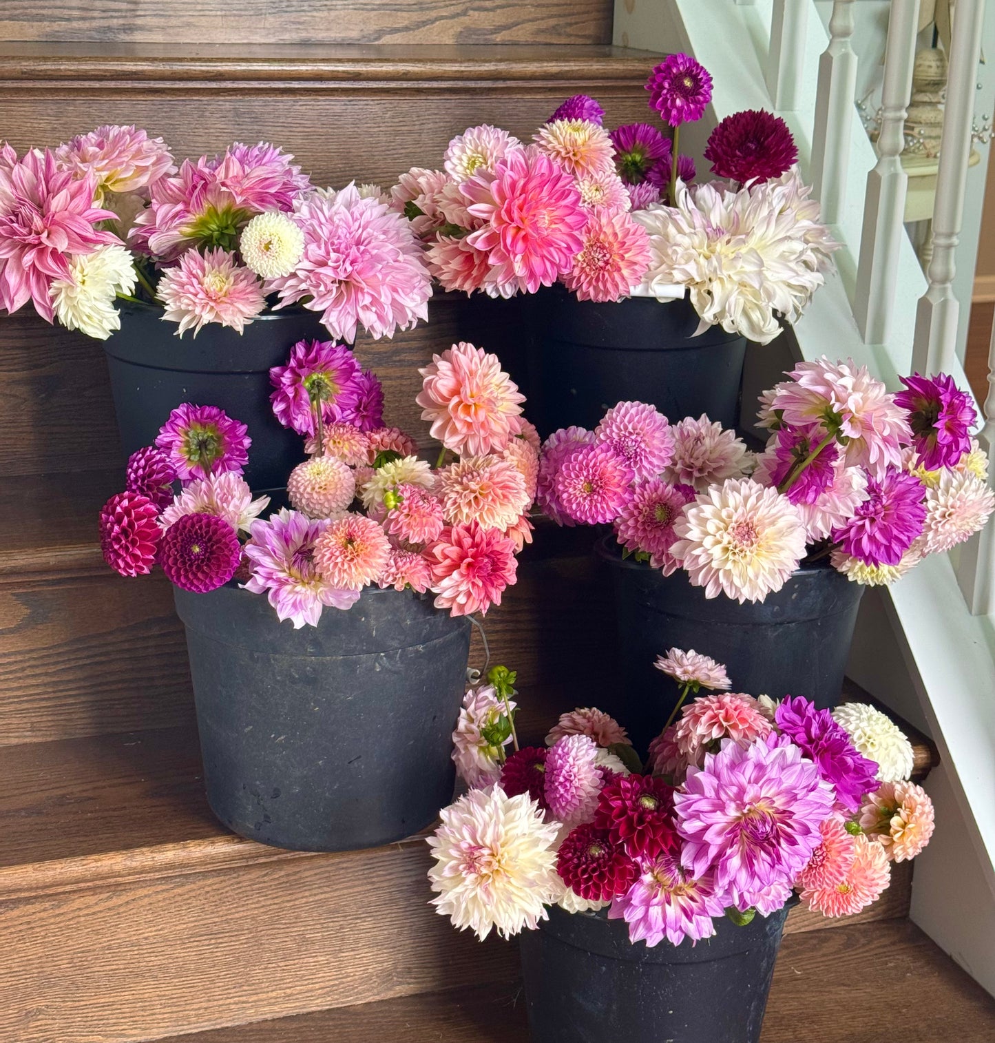 DIY bucket of blooms - 25 dahlia blooms
