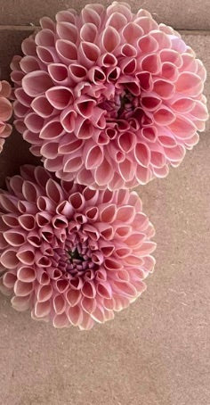 Beehive dahlia tuber