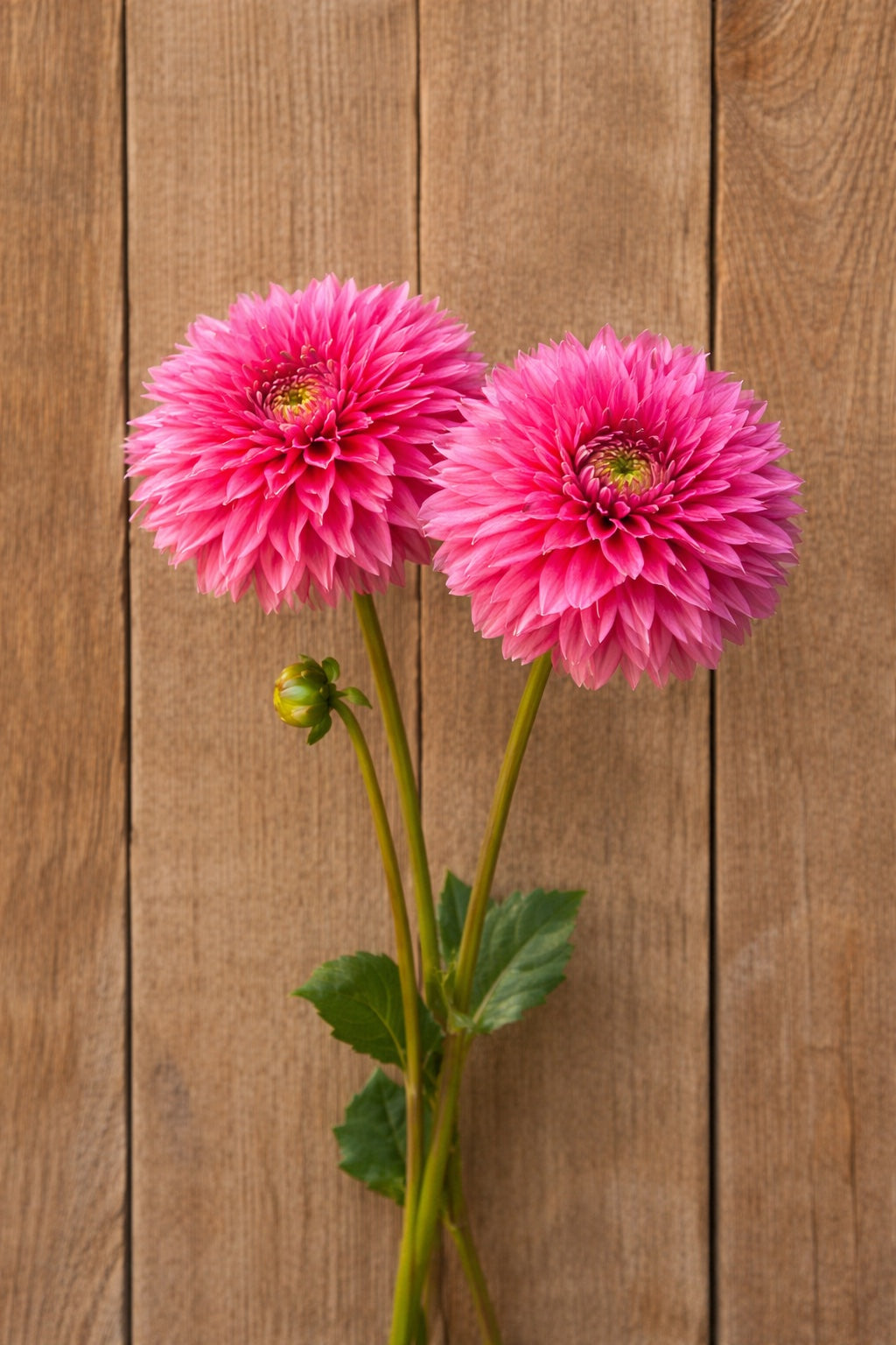 Kenora Lisa dahlia tuber