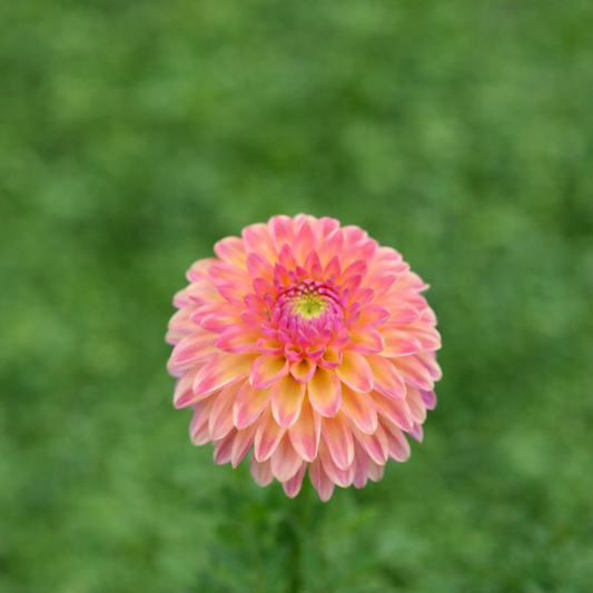 LATE dahlia tuber
