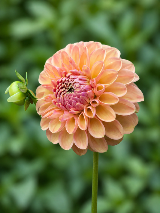Lark's Ebb dahlia tuber