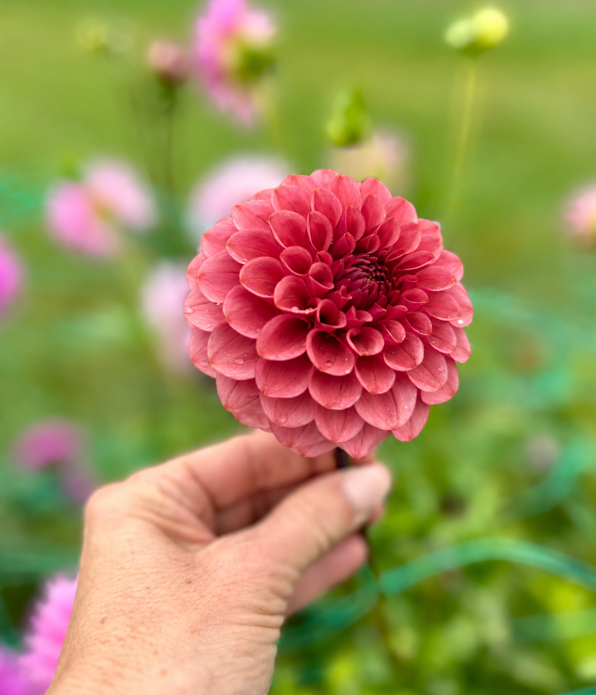 Levi's Tomato dahlia tuber