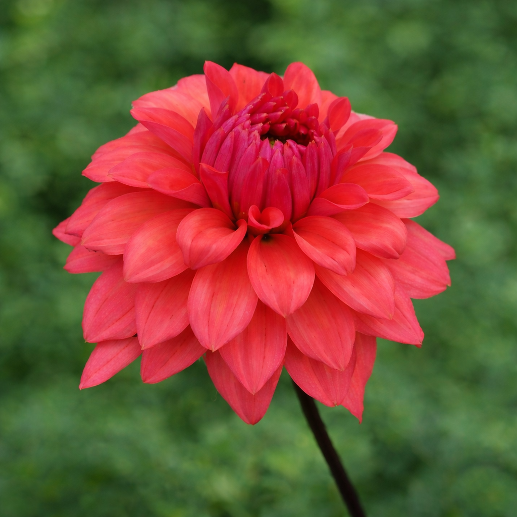 Cheers dahlia tuber