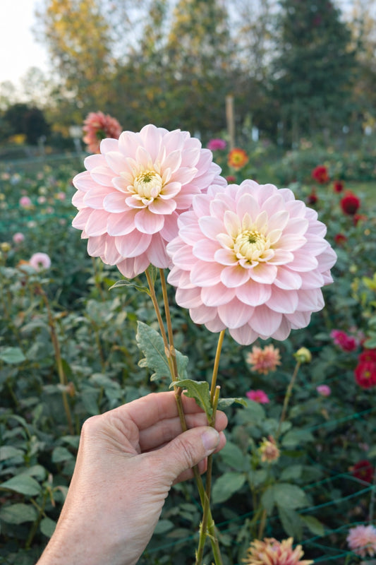 Daddy's Girl dahlia tuber